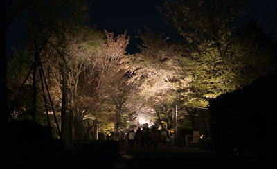 二条城夜桜
